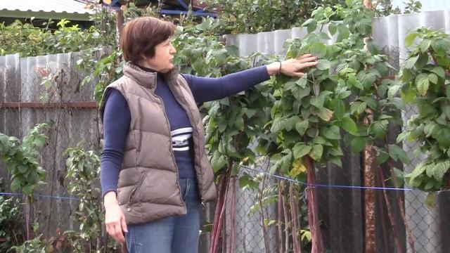 Подготовка малины к зимовке смотреть онлайн