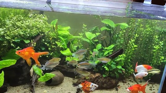 Аквариум 220л с золотухами и тетрами конго смотреть онлайн