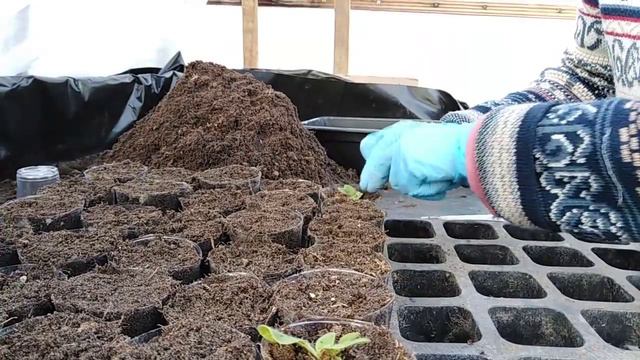 На каком этапе начать пикировку петунии, что бы приживаемость была 100%, смотреть онлайн