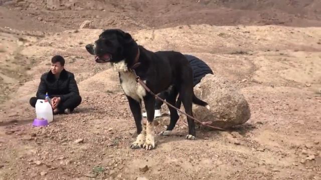 СОБАЧИЙ БОЙ ПО ТЕСТОВЫМ ИСПЫТАНИЯ СЕВЕРНОГО ТАДЖИКИСТАНА смотреть онлайн