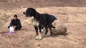 СОБАЧИЙ БОЙ ПО ТЕСТОВЫМ ИСПЫТАНИЯ  СЕВЕРНОГО ТАДЖИКИСТАНА