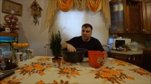 Кипарисовик Лавсона Элвуди, что с ним делать, как спасти.