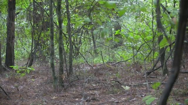 Daytime Coyote Hunting S8:E31 смотреть онлайн