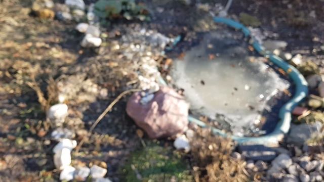 Дом в цветах// Прогулка по раннему, весеннему саду. 13 Марта. смотреть онлайн