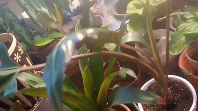 Цветочный микс смотреть онлайн