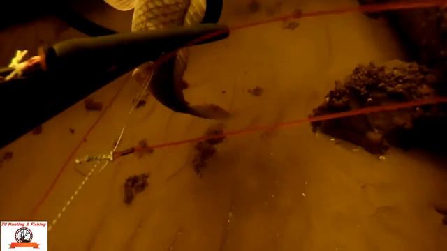 spearfishing for carp. carp (4 kg). подводная охота на сазана весной. сазан 4 кг. смотреть онлайн