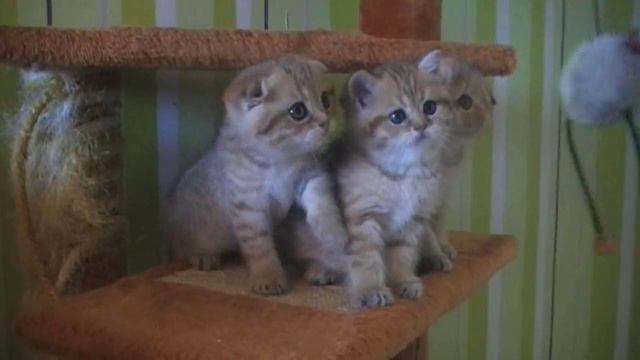 Пусть мама услышит, пусть мама придет... смотреть онлайн