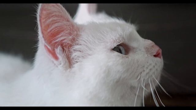 CAT'S LIFE- CUTE AND FUNNY CAT VIDEOS смотреть онлайн