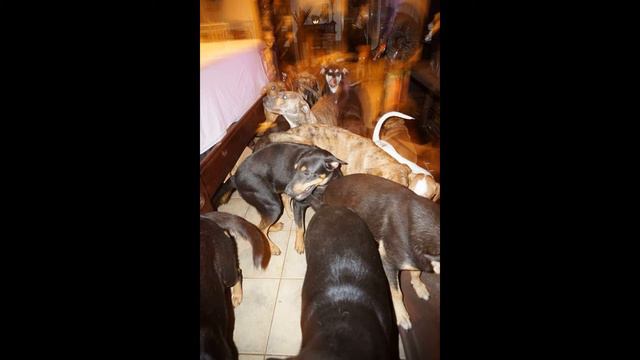 97 собак спасла от стихии жительница Багамских островов смотреть онлайн