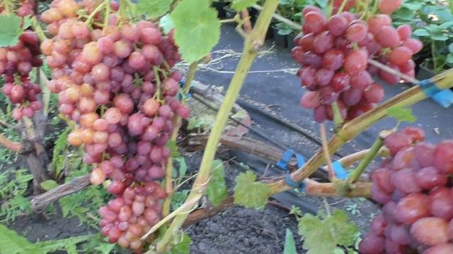 ВЕЛЕС виноград кишмиш смотреть онлайн