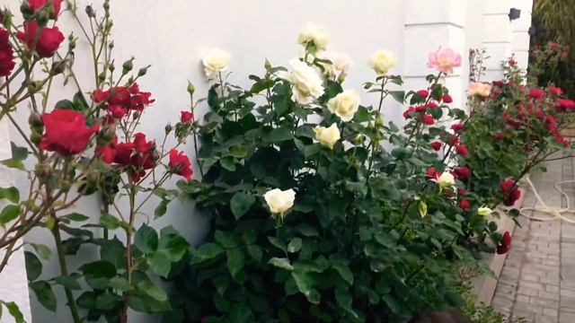 Молодая картошка с грибами смотреть онлайн