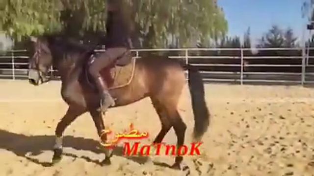 Вот какая должна быть лошадь смотреть онлайн
