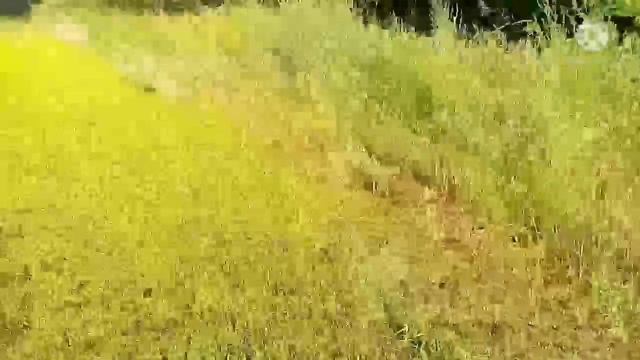 альфа рх в 2022 году? | обзор/отзыв | #alpha #мопедальфа #альфа #2к22 смотреть онлайн