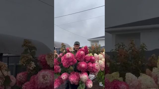 Самарская Лидия Framboisine/rensum питомник-гортензий.рф ?☎️8-926-645-46-99 смотреть онлайн