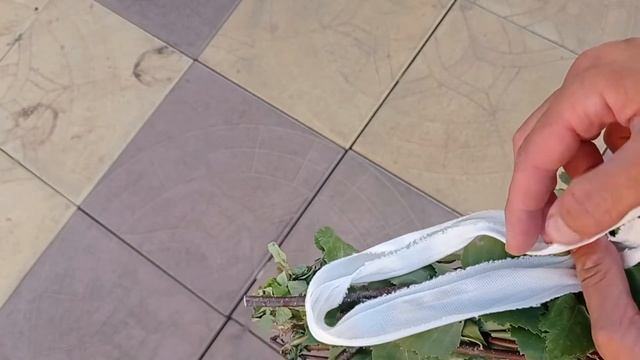 #веник_для_бани Как веники вязать красиво и надежно?! смотреть онлайн