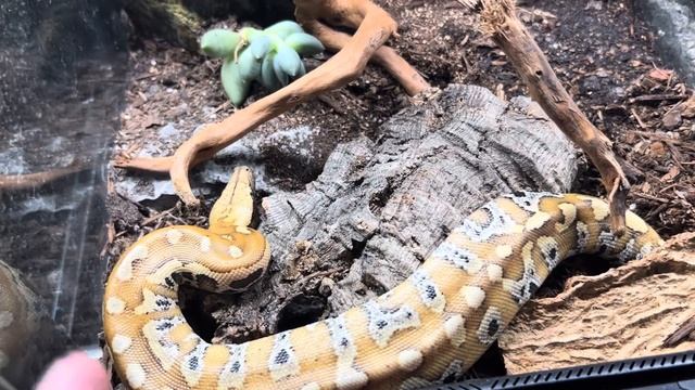 All Things Blood Python Care Guide 2022 смотреть онлайн