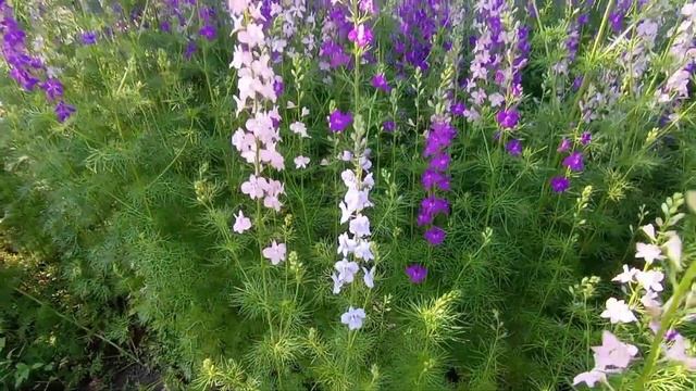 Прогулки с собакой с пользой для сада. Откуда дельфиниум? смотреть онлайн