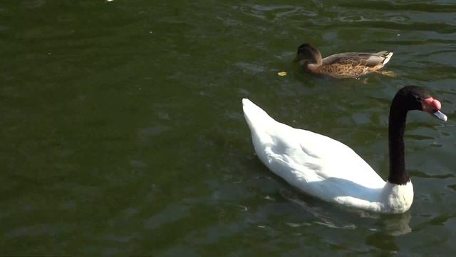 Московский зоопарк. Кормим уточек. смотреть онлайн