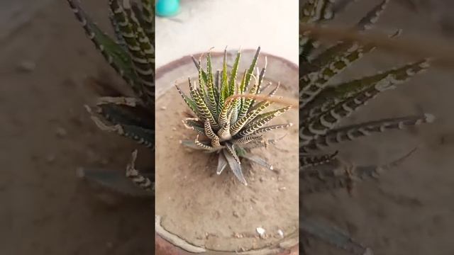 Haworthia fasciata plant смотреть онлайн