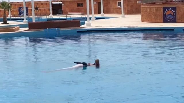 Sealanya - Дельфинарий в солнечной Аланье смотреть онлайн