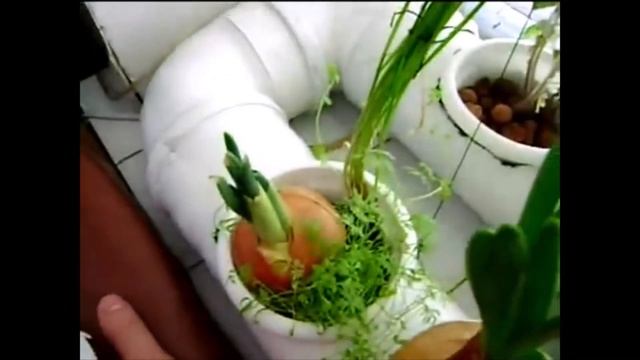 аквапоника с узв гидропоникой рыба фрукты овощи смотреть онлайн