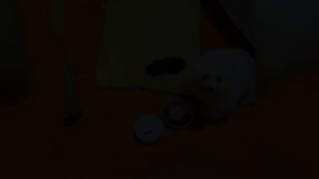 He was discarded in the trash like garbage, covered in foul-smelling waste, and crying in misery! смотреть онлайн