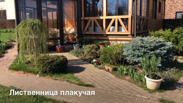 Цветут форзиции, нарциссы, тюльпаны, гиацинты. Прогулка-обзор весеннего сада. 27.04.23