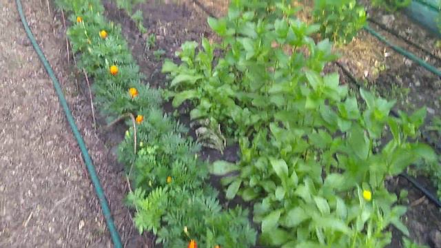 14июня2019 Карликовые Метельчатые Гортензии 🌱🤗 смотреть онлайн