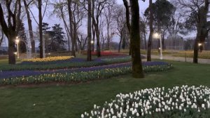 Эмирган парк/тюльпаны/Стамбул/Апрель 2023