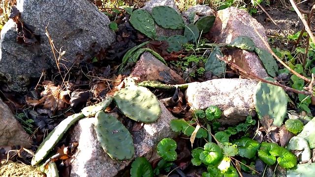 Опунция. Выращивание в открытом грунте смотреть онлайн