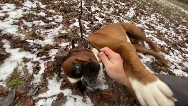 Как научить СОБАКУ КОМАНДА УМРИ смотреть онлайн