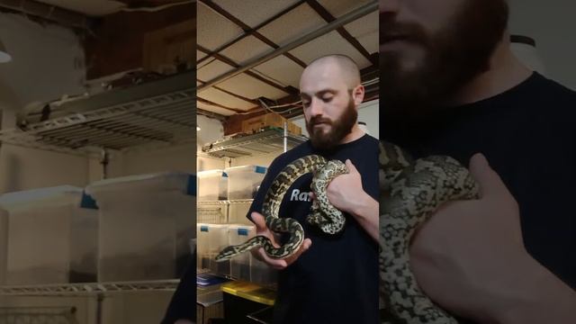 Katara The Jungle Carpet Python #python смотреть онлайн
