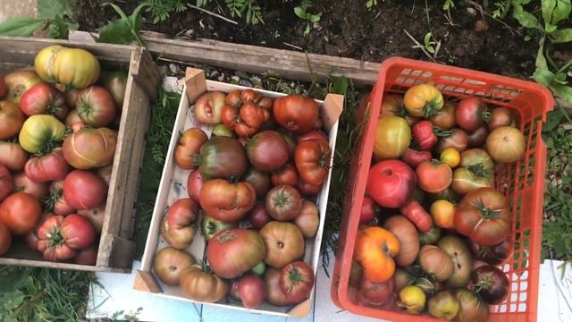 Заказ семян томатов редких коллекционных сортов на 2019 смотреть онлайн