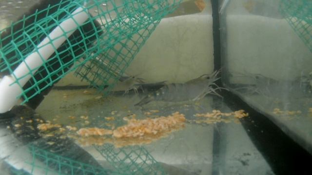 Гигантская пресноводная креветка Макробрахиум Розенберги (подводная съемка) кормление гаммарусом смотреть онлайн