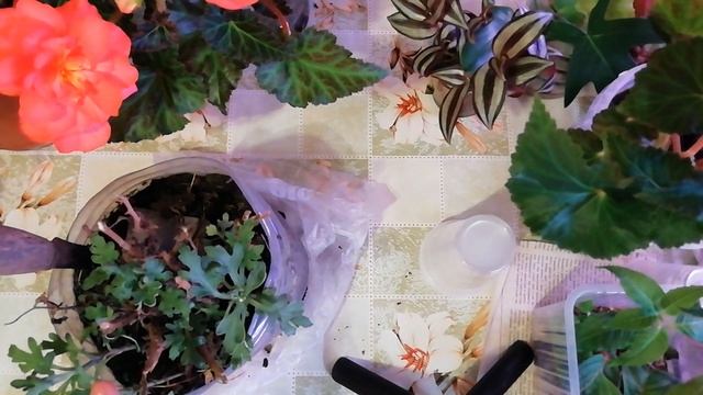 ХРИЗАНТЕМА МУЛЬТИФЛОРА ДЕЛЕНИЕ МАТОЧНОГО КУСТА. РАЗМНОЖЕНИЕ МУЛЬТИФЛОРЫ ПОБЕГАМИ. смотреть онлайн
