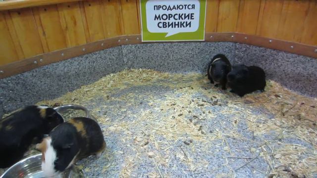 Морские свинки смотреть онлайн