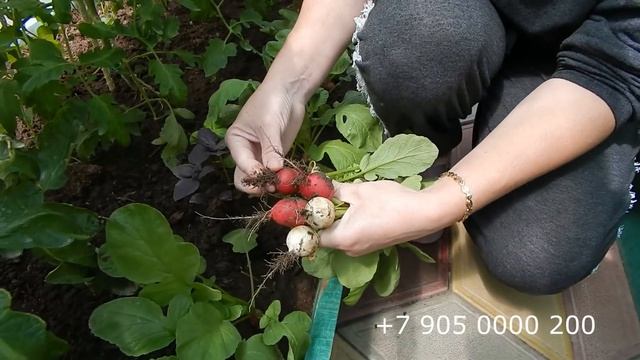 У кого то маленький, у кого то толстенький, а у нас большой. смотреть онлайн