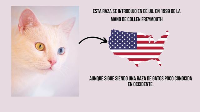 Gato Khao Manee 😻 Todos los detalles de la raza смотреть онлайн