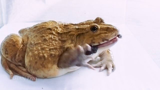 Asian Bullfrog Eating Bat And Scorpion! WARNING LIVE FEEDING смотреть онлайн