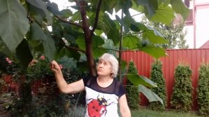 Павловния (Адамово дерево) август 2018. # мой сад # Павловния