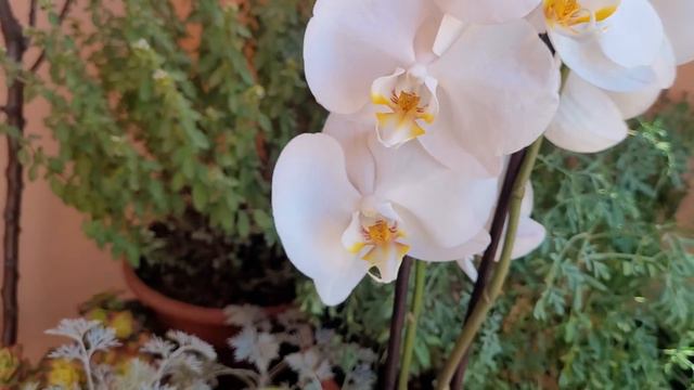 ORQUIDEAS PERFECTAS y con MUCHAS FLORES!! Como CUIDAR y HACER FLORECER ORQUIDEAS PHALAENOPSIS смотреть онлайн