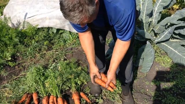 Бережная уборка моркови. Собираем вовремя, и храним правильно. смотреть онлайн