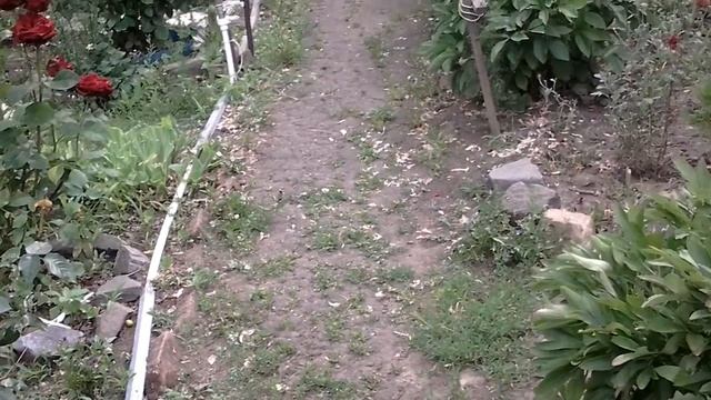 Заготовка клубники на зиму и опять розы.... смотреть онлайн