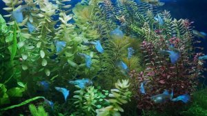 Как избавиться от красных водорослей в аквариуме