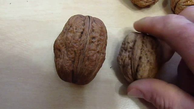 ГРЕЦКИЙ ОРЕХ. Сорт "Великан". WALNUT GIANT. смотреть онлайн