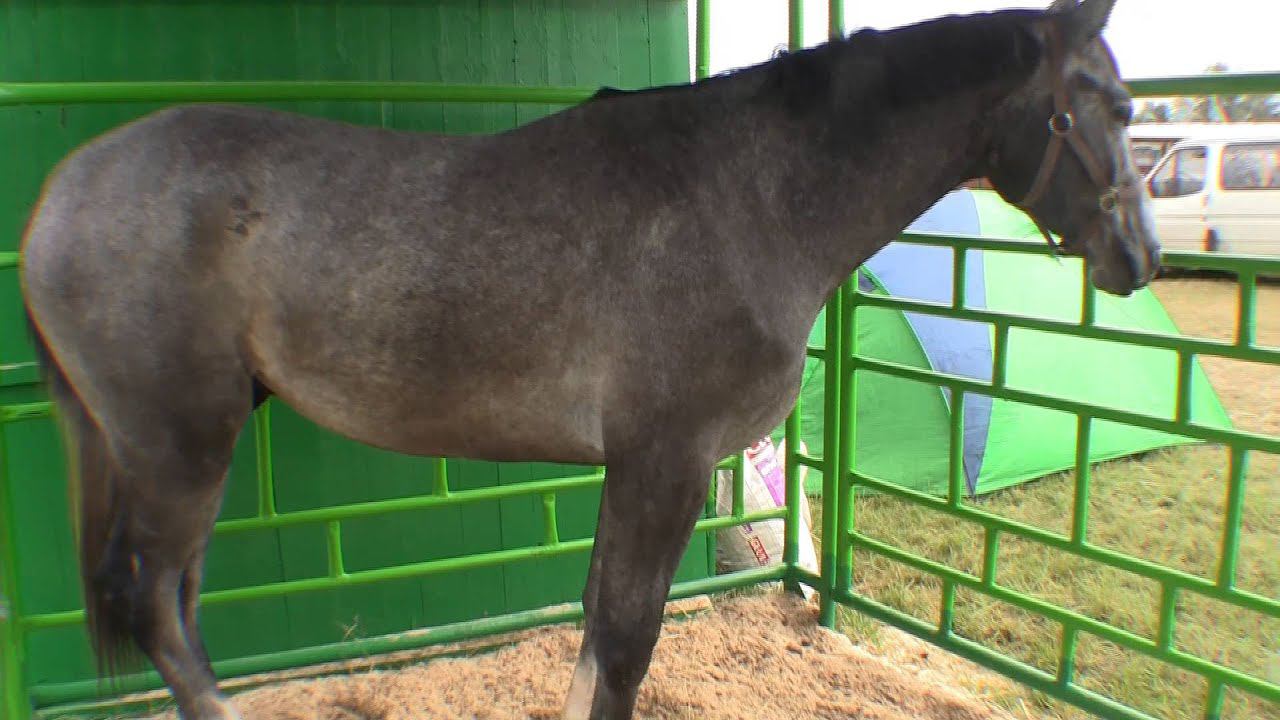 Выставка БелАгро 2012 Коневодство смотреть онлайн