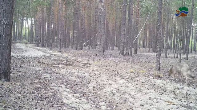 "Серый волк",@ заповедник "Малая Сосьва" смотреть онлайн