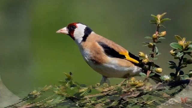 Черноголовый щегол (Carduelis Carduelis)