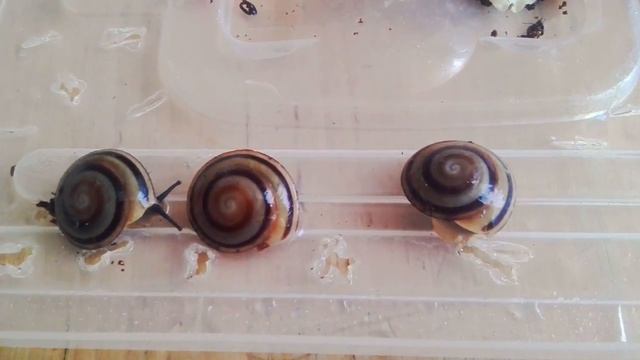 Коллекция улиток часть 1 смотреть онлайн