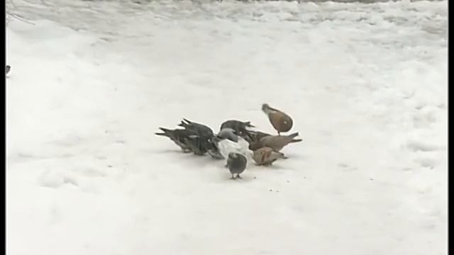 СВЯЩЕННИК МОЛОЧАР МУЗИКА смотреть онлайн